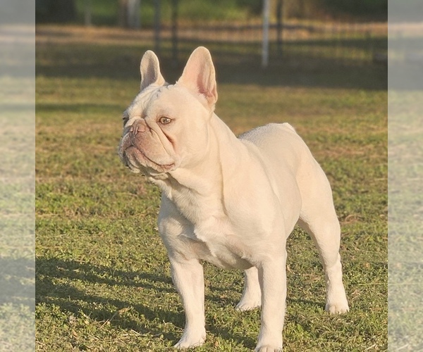 Medium Photo #1 French Bulldog Puppy For Sale in CAMERON, OK, USA