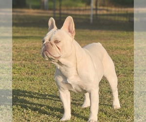 Father of the French Bulldog puppies born on 07/11/2025
