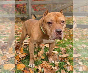 Mr. Wonderful - Male American Pit Bull Terrier Dog for Adoption - Photo #4