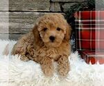 Small #3 Poodle (Miniature)