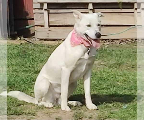 Medium Photo #3 Siberian Husky-Unknown Mix Puppy For Sale in San Diego, CA, USA