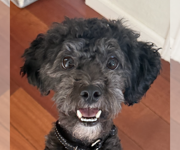 Medium Photo #1 Poodle (Miniature)-Unknown Mix Puppy For Sale in San Ramon, CA, USA