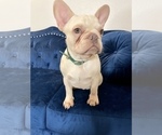 Small Photo #19 French Bulldog Puppy For Sale in ORLANDO, FL, USA