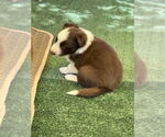 Small Border Collie