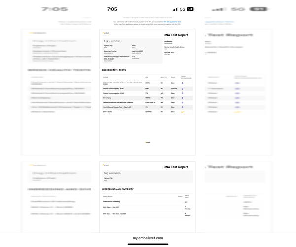 Medium Photo #13 Doberman Pinscher Puppy For Sale in NEWTON, NC, USA