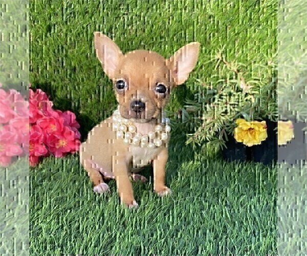 Medium Photo #1 Chihuahua Puppy For Sale in BOSTON, MA, USA