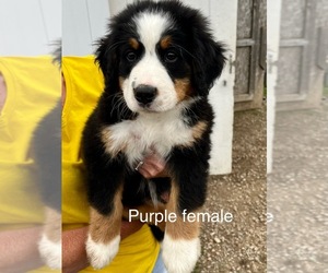 Bernese Mountain Dog Puppy for sale in SPENCER, IN, USA