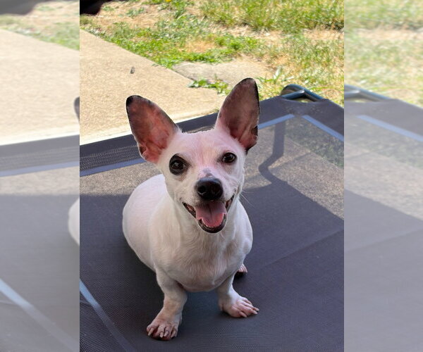Medium Photo #1 Chiweenie Puppy For Sale in Walnutport, PA, USA