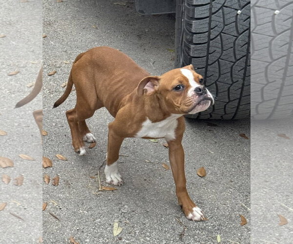 Medium Photo #6 Bulloxer Puppy For Sale in Dumont, NJ, USA