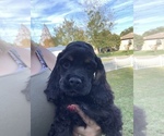 Small Photo #7 Cocker Spaniel Puppy For Sale in CRYSTAL RIVER, FL, USA