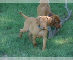 Small Photo #1 Vizsla Puppy For Sale in AMORITA, OK, USA