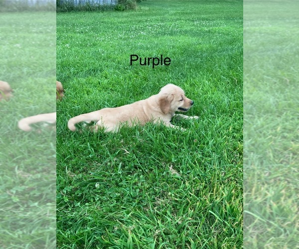 Medium Photo #7 Golden Retriever Puppy For Sale in COON VALLEY, WI, USA