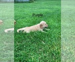 Small #6 Golden Retriever