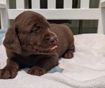 Small #1 Labrador Retriever
