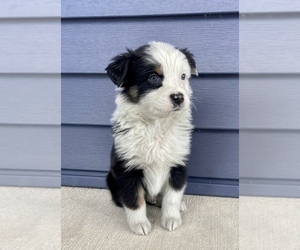 Australian Shepherd Puppy for sale in LODA, IL, USA