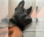 Small #4 German Shepherd Dog
