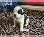 Puppy Star Saint Bernard