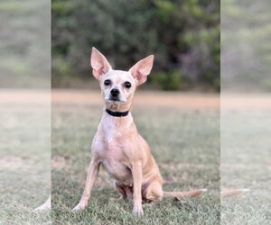 Heather - Female Chihuahua-Unknown Mix Dog for Adoption - Photo #2