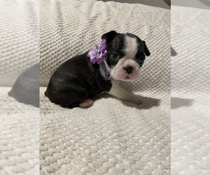 Boston Terrier Puppy for Sale in ABILENE, Texas USA