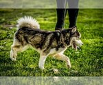 Small Photo #2 Siberian Husky Puppy For Sale in Van Nuys, CA, USA