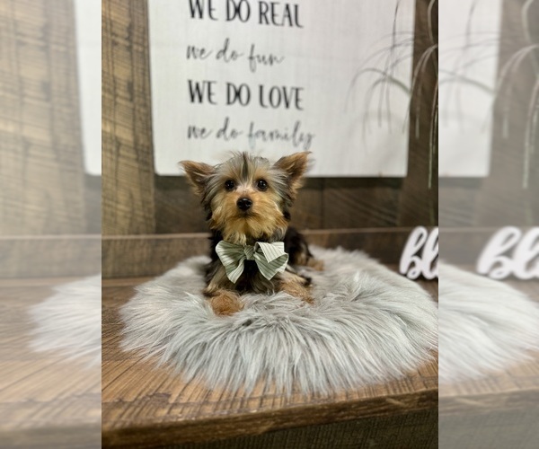 Medium Photo #5 Yorkshire Terrier Puppy For Sale in NAPPANEE, IN, USA