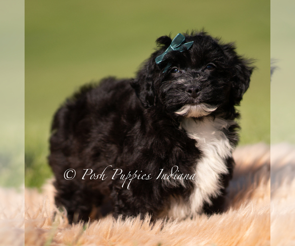 Medium Photo #3 Yorkipoo Puppy For Sale in WARSAW, IN, USA