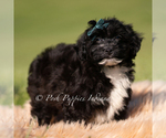 Small #2 Yorkipoo