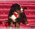 Small Photo #2 Bernese Mountain Dog Puppy For Sale in CLAY, PA, USA