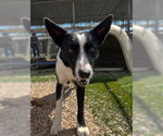 Small #4 Border Collie Mix