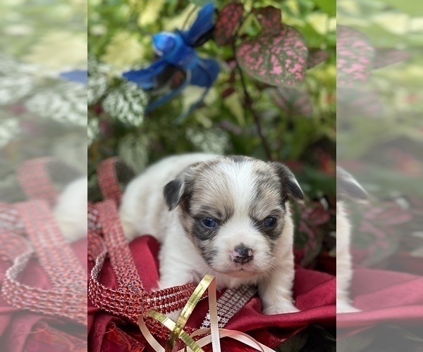Medium Photo #1 Bullhuahua-Chihuahua Mix Puppy For Sale in RAWSONVILLE, MI, USA