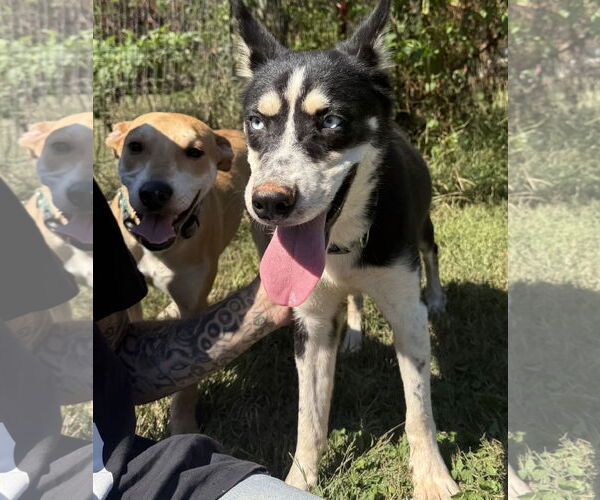 Medium Photo #3 - Mix Puppy For Sale in Woodbury, NY, USA