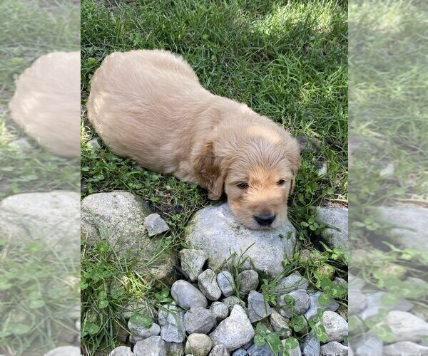 Medium Photo #1 Goldendoodle Puppy For Sale in PARKER CITY, IN, USA