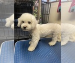 Small #5 Bichon Frise