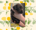 Puppy Puppy 4 German Shorthaired Weimaraner