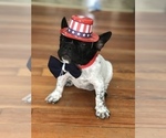 Small Photo #1 French Bulldog Puppy For Sale in PROVIDENCE, RI, USA