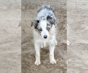 Miniature Australian Shepherd Puppy for Sale in FORT MORGAN, Colorado USA