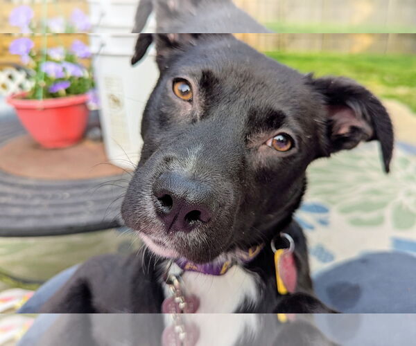 Medium Photo #7 Labrador Retriever-Unknown Mix Puppy For Sale in Oakhurst, NJ, USA