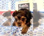 Small #5 Yorkshire Terrier