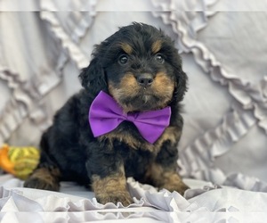 Bernedoodle Puppy for sale in LANCASTER, PA, USA