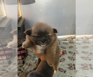 Pomeranian Puppy for sale in BAYVILLE, NJ, USA