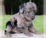 Small Photo #13 Aussiedoodle Puppy For Sale in LEXINGTON, AL, USA