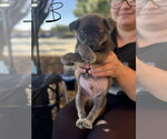 Binx - Male Mutt Dog for Adoption - Small photo