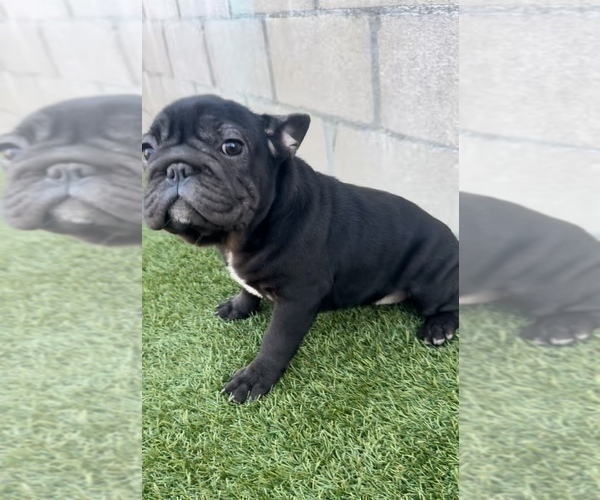 Medium Photo #9 French Bulldog Puppy For Sale in SANTA BARBARA, CA, USA