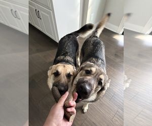 Father of the German Shepherd Dog puppies born on 12/13/2025