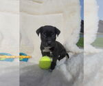 Small #1 Boxador