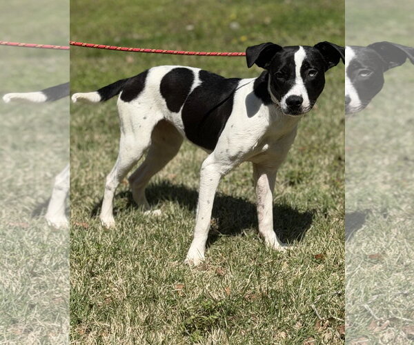 Medium Photo #1 Mutt Puppy For Sale in Yardley, PA, USA