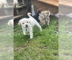 Small #3 Maltese Mix