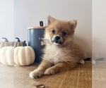 Small #4 Pomeranian