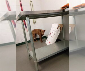 Labrador Retriever-Unknown Mix Dogs for adoption in Corpus Christi, TX, USA