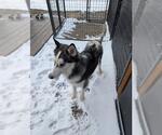 Small Siberian Husky